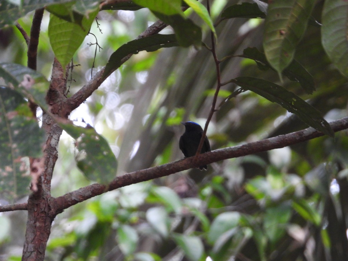 Blue-capped Manakin - ML623592298