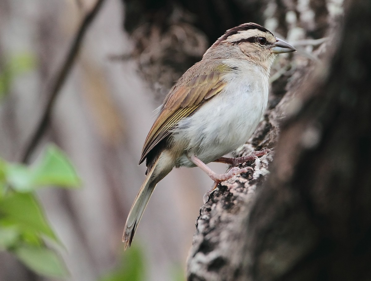 Tocuyo Sparrow - ML623592305