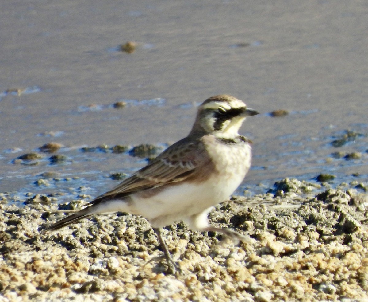 Horned Lark - ML623592316