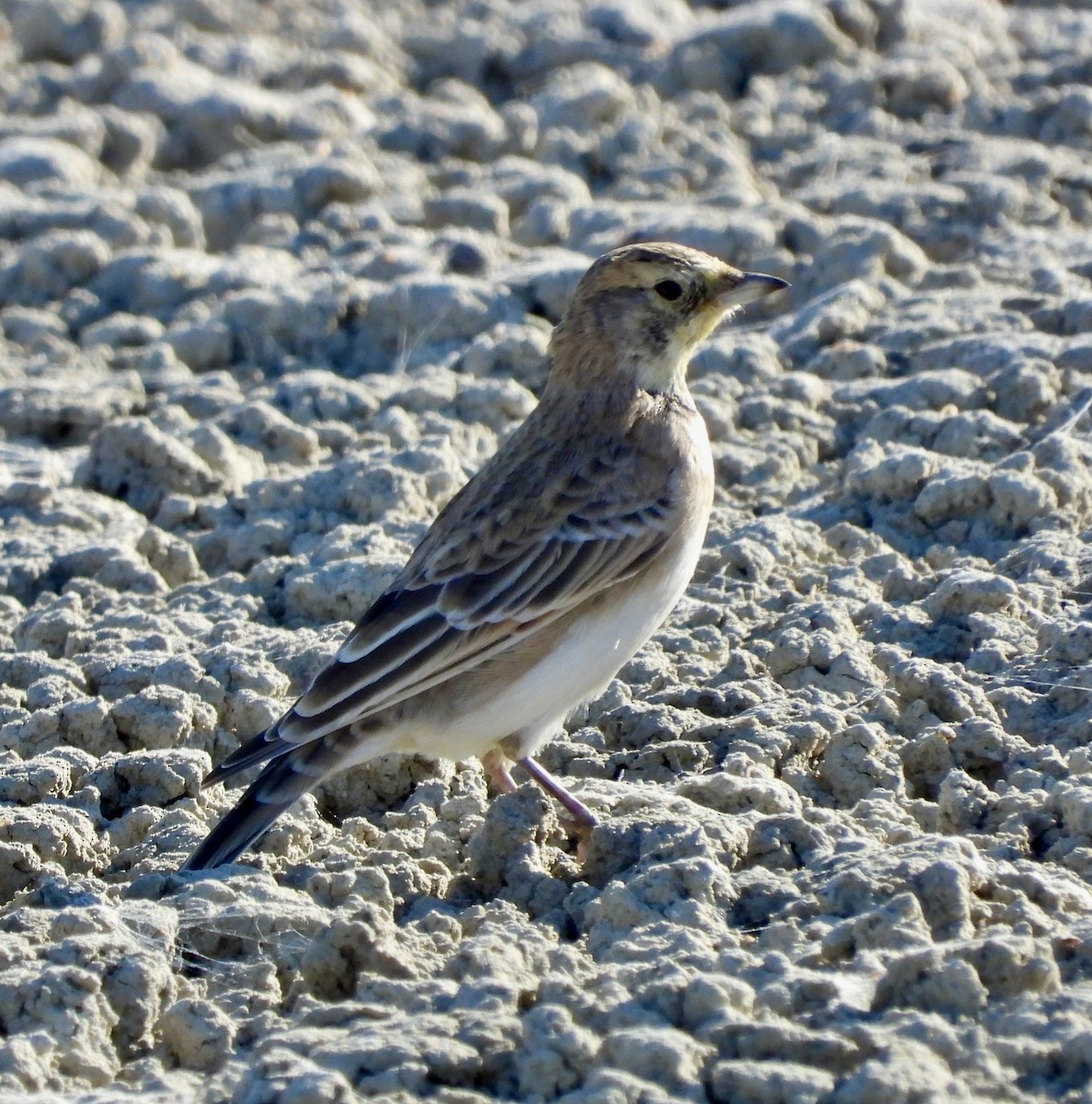 Horned Lark - ML623592317