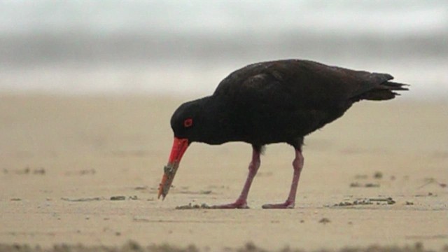 Sooty Oystercatcher - ML623592401