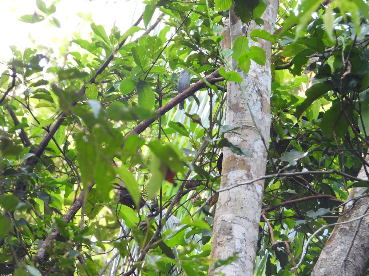 Mouse-colored Antshrike - Matt Kelly