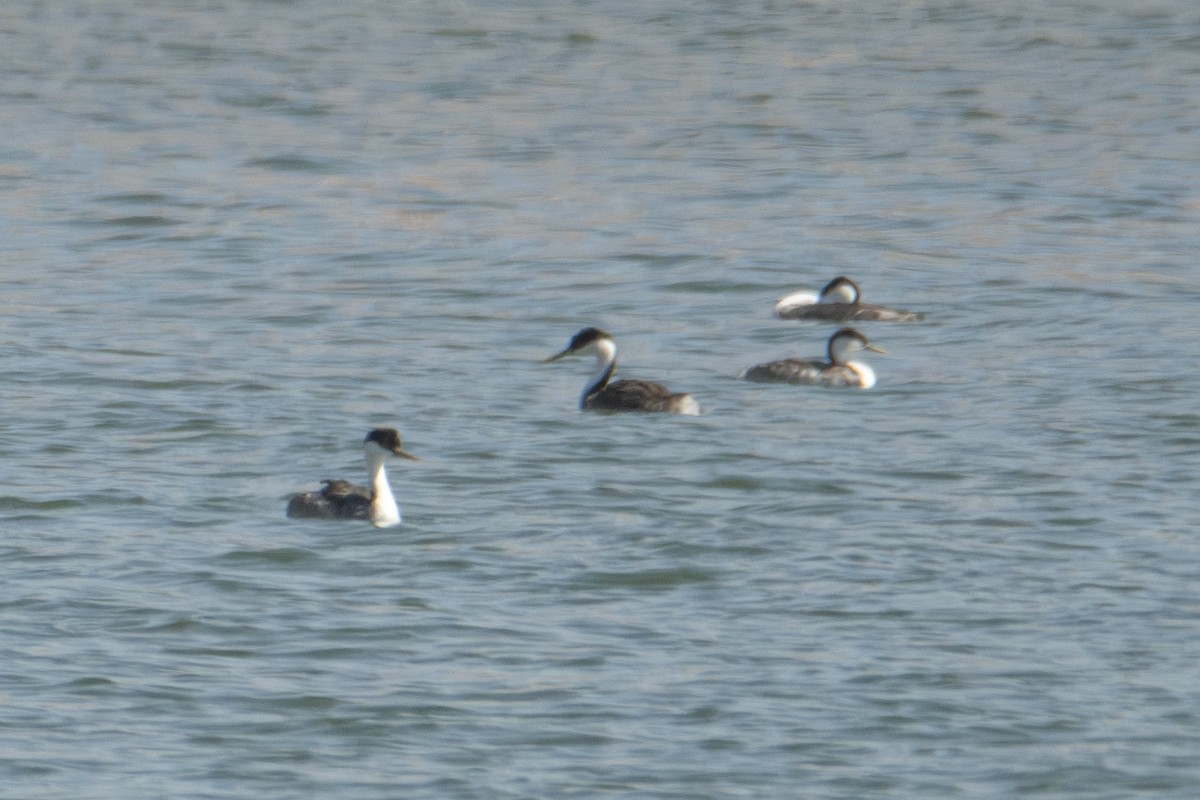 Western Grebe - ML623592485