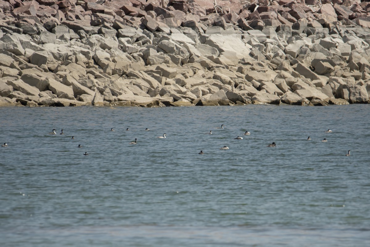 Western Grebe - ML623592486