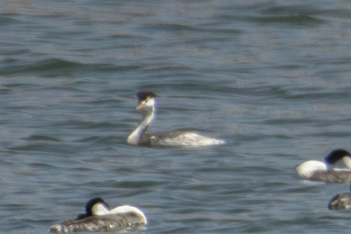 Clark's Grebe - ML623592489