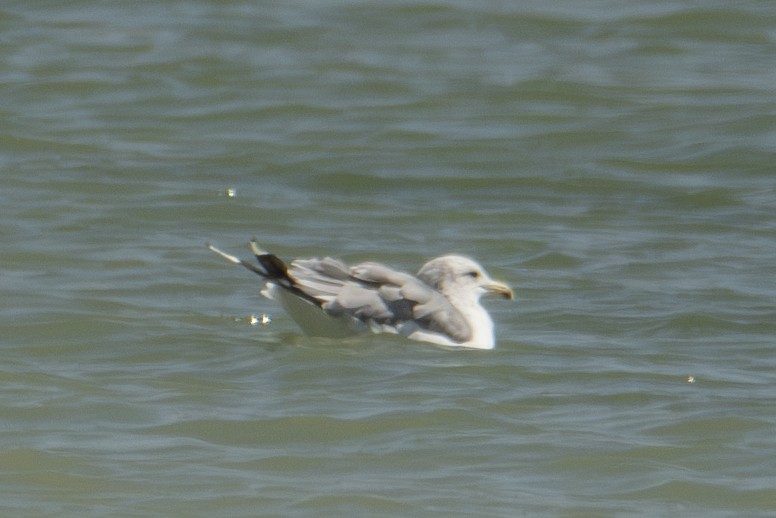 California Gull - ML623592492