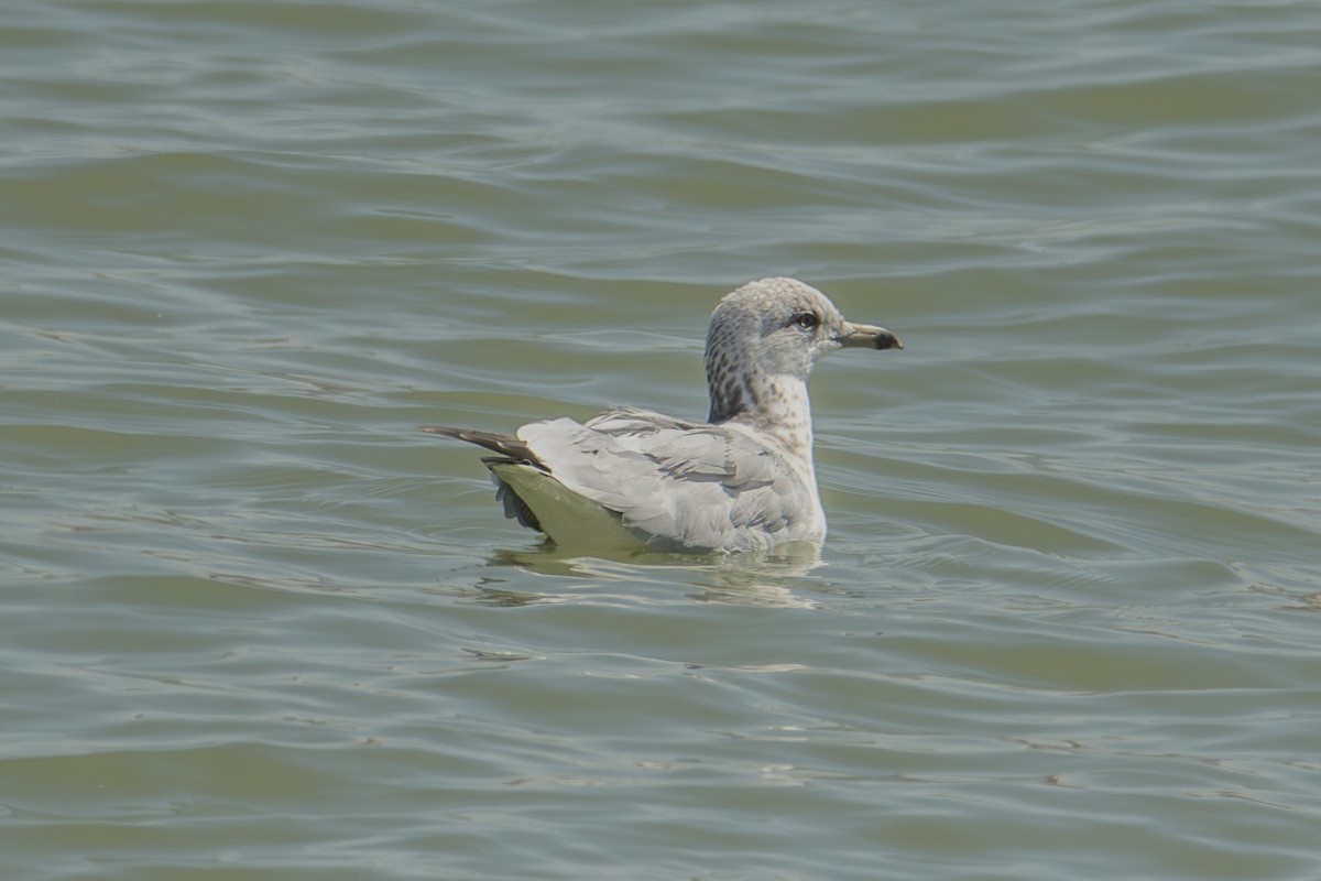 California Gull - ML623592494