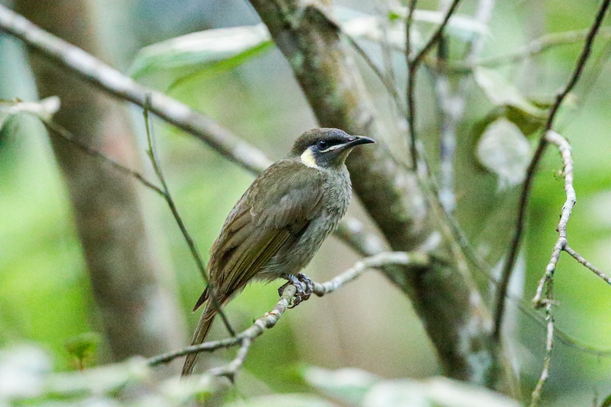 Lewin's Honeyeater - Per Smith