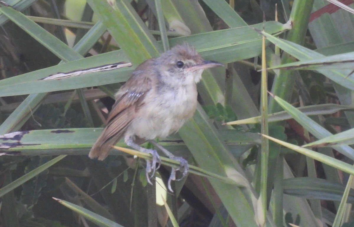 Clamorous Reed Warbler - ML623592559