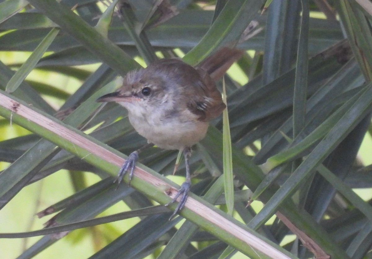 Clamorous Reed Warbler - ML623592565