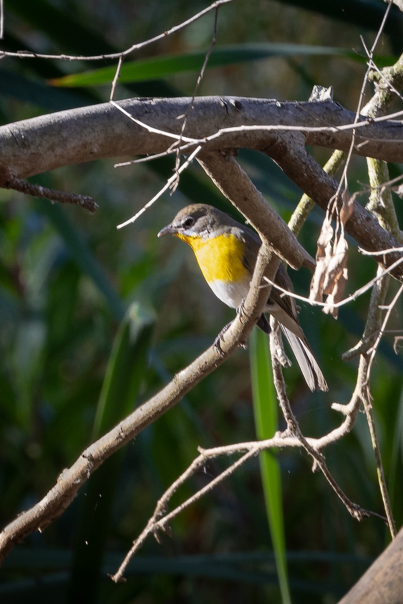 Yellow-breasted Chat - ML623592571