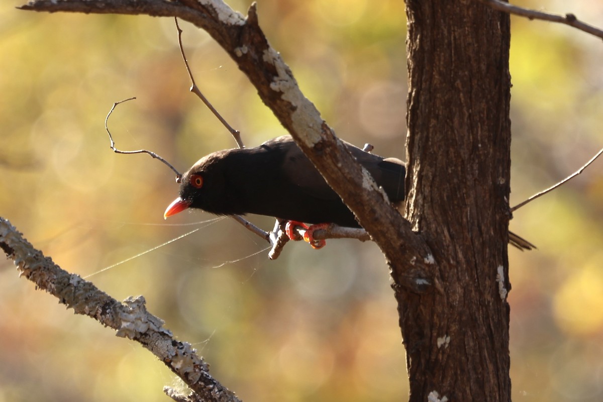 Retz's Helmetshrike - ML623592580