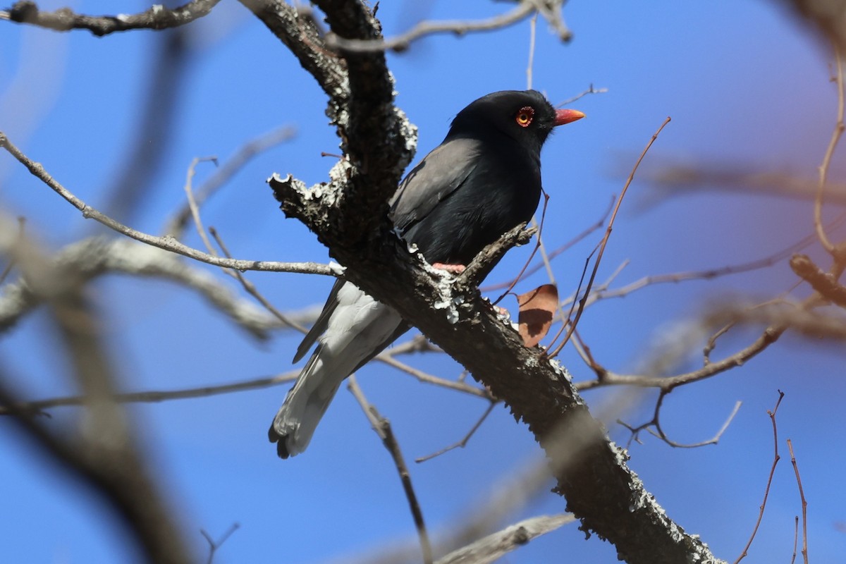 Retz's Helmetshrike - ML623592582