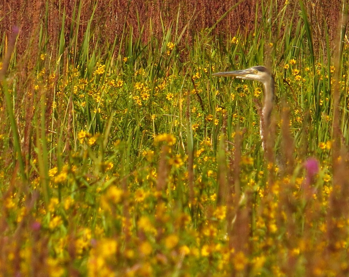 Great Blue Heron - ML623592594