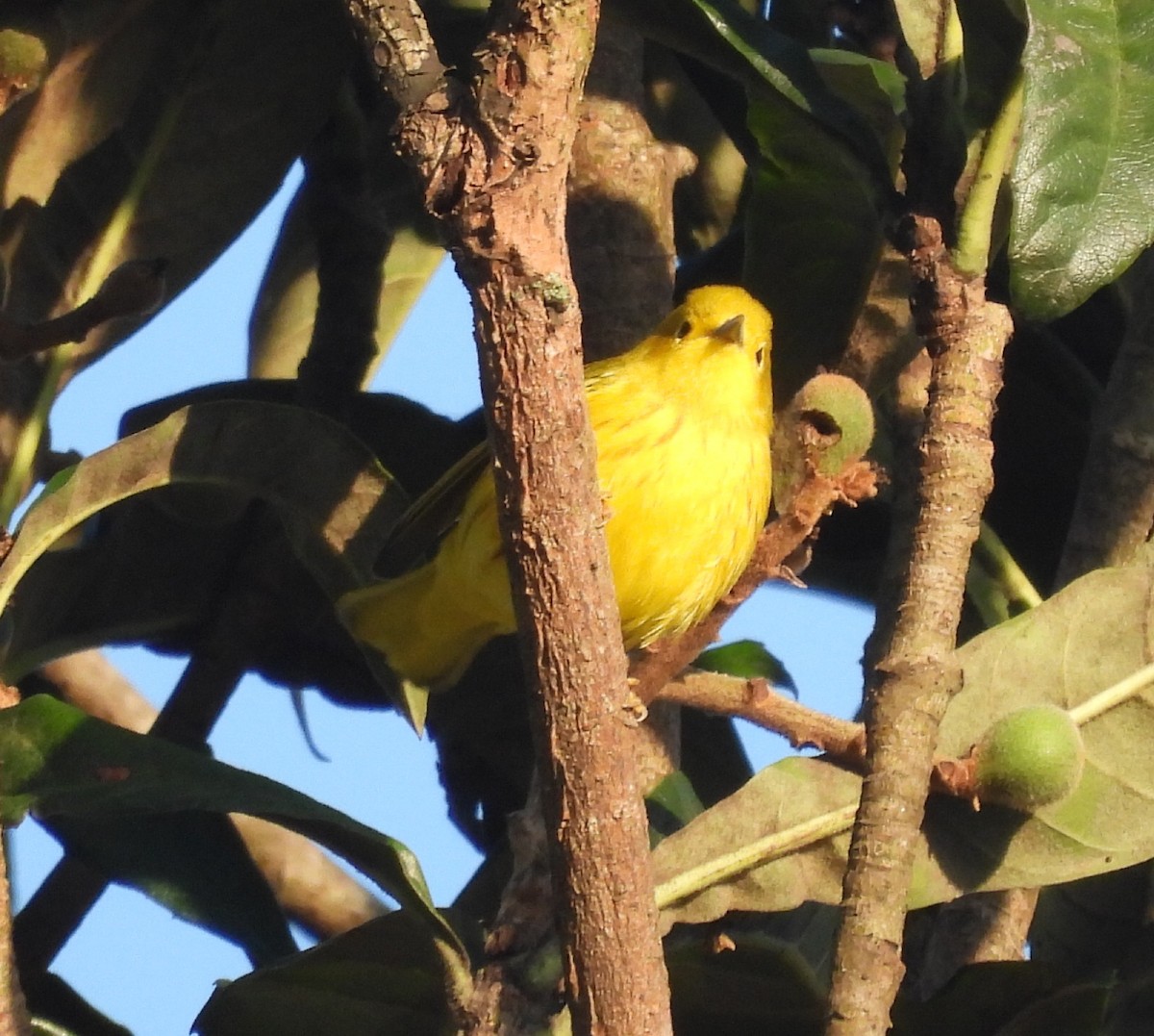 Yellow Warbler (Northern) - ML623592608