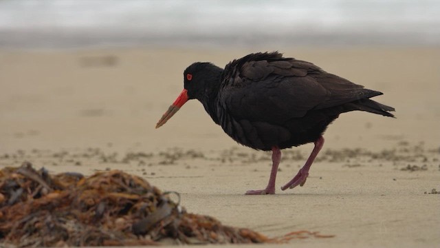 Sooty Oystercatcher - ML623592614