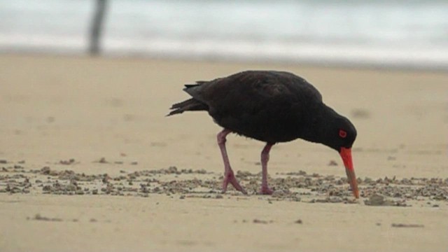 Sooty Oystercatcher - ML623592617