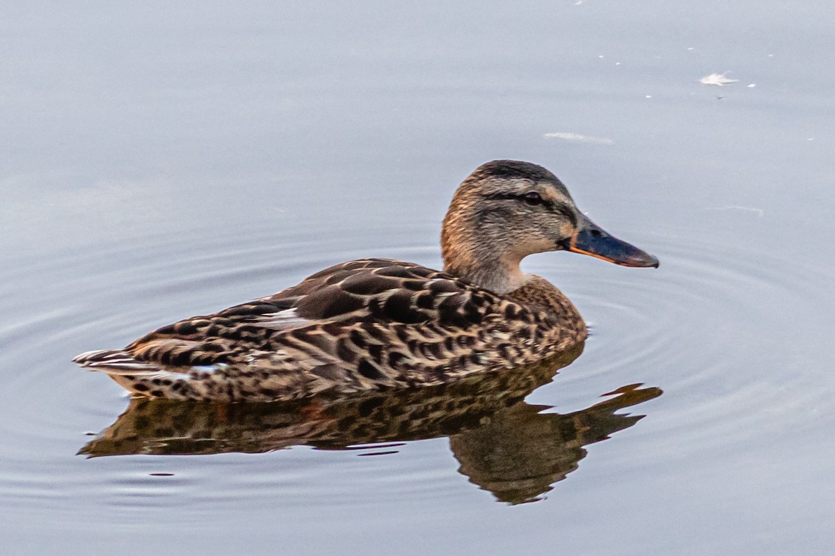 Canard colvert - ML623592649