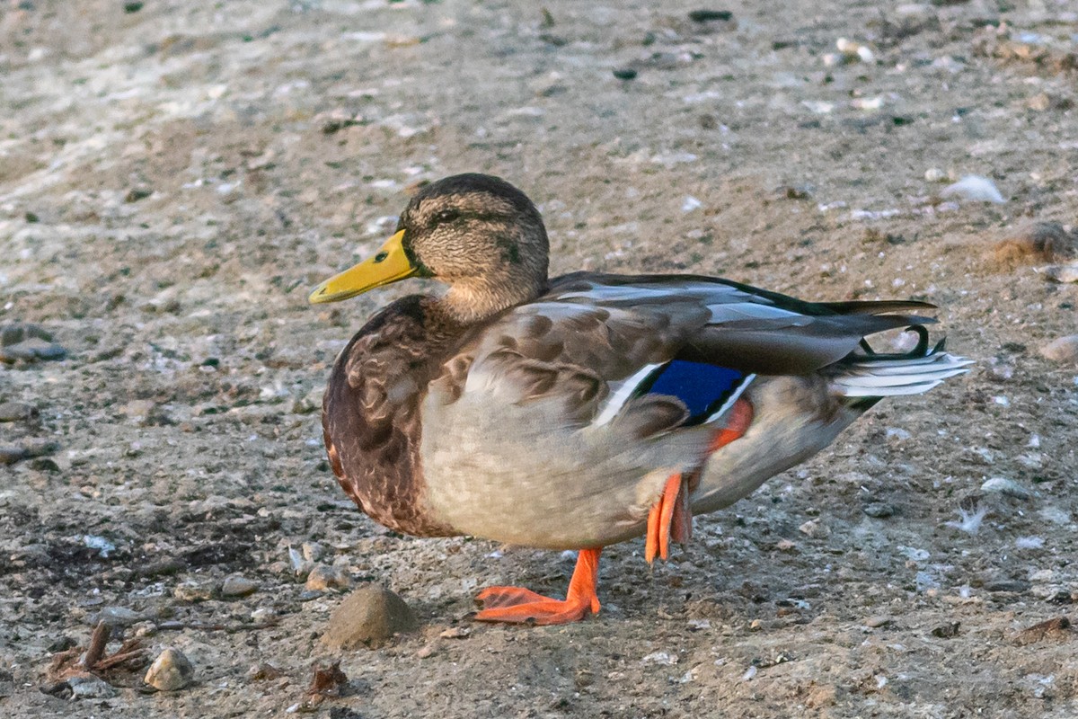 Canard colvert - ML623592650