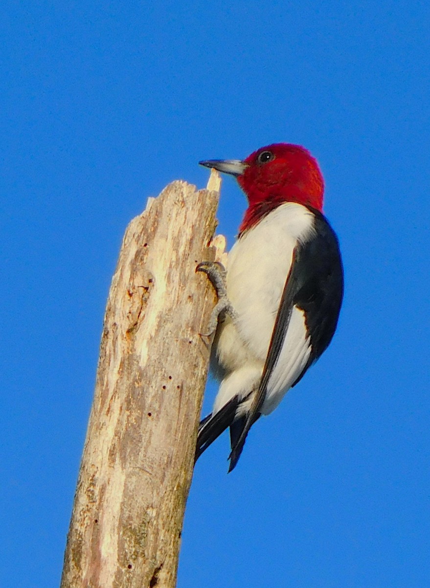 Red-headed Woodpecker - ML623592668