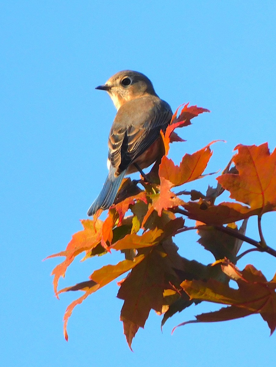 Eastern Bluebird - ML623592676