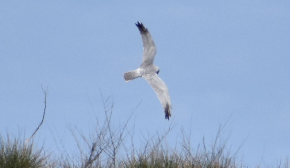 Pallid Harrier - ML623592753