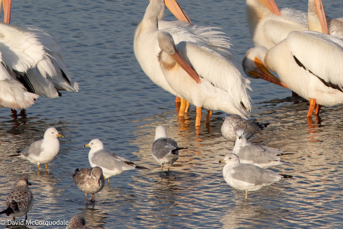 Ring-billed Gull - David McCorquodale