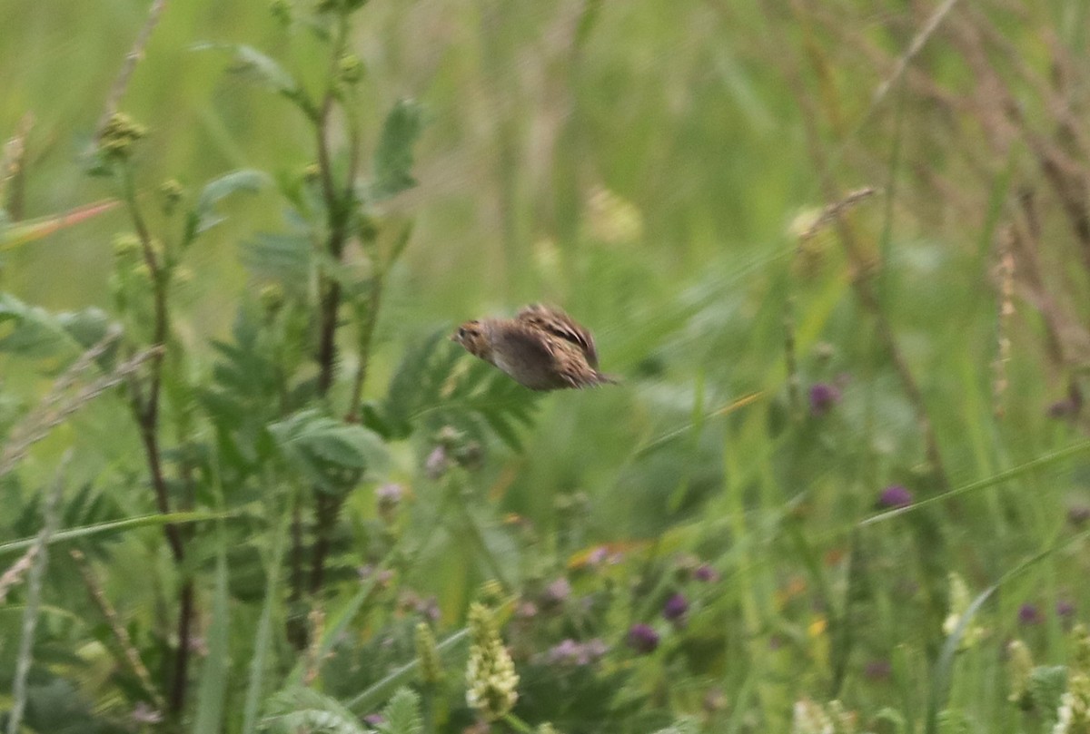 LeConte's Sparrow - ML623592793