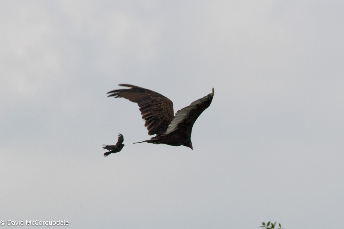 Turkey Vulture - ML623592797