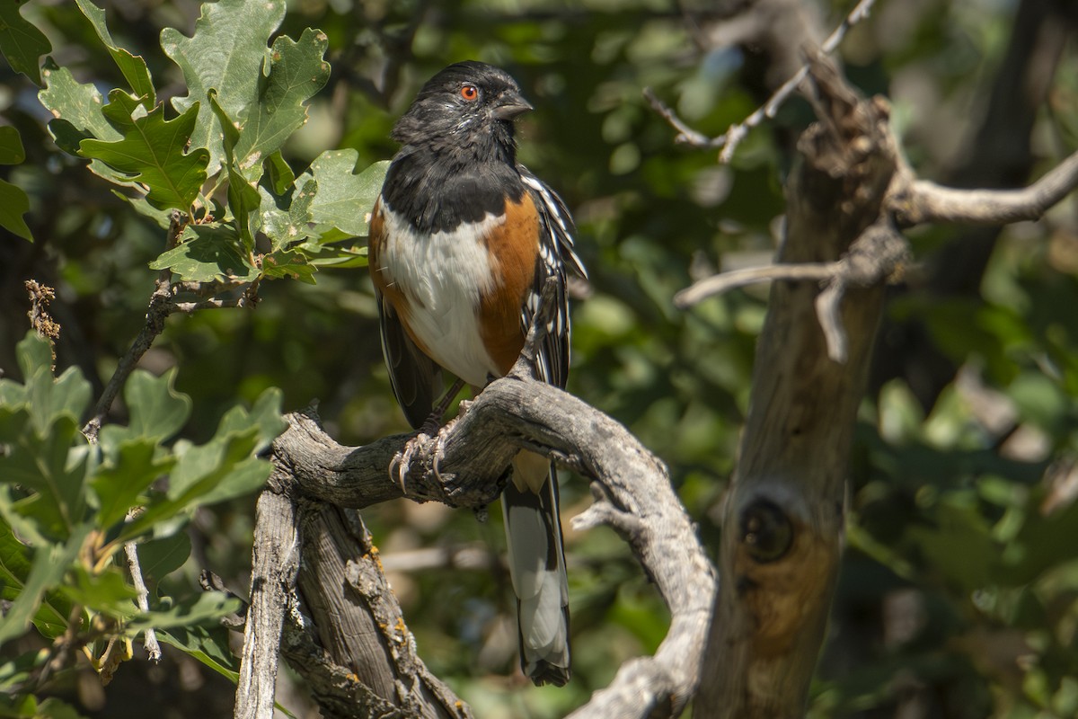 Spotted Towhee - ML623592809