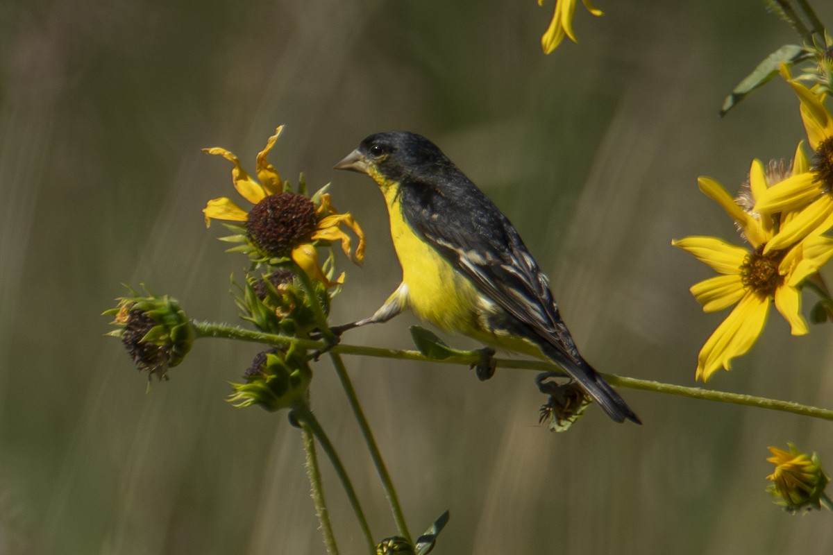 Lesser Goldfinch - ML623592811