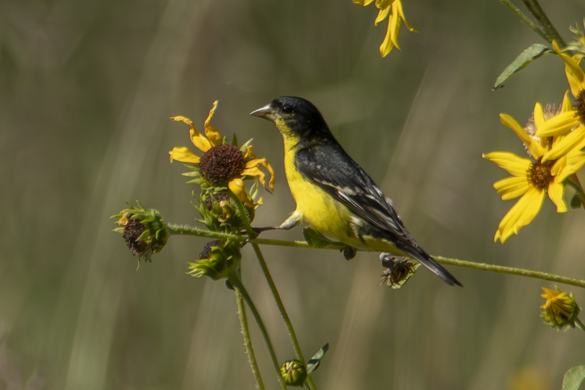Lesser Goldfinch - ML623592812