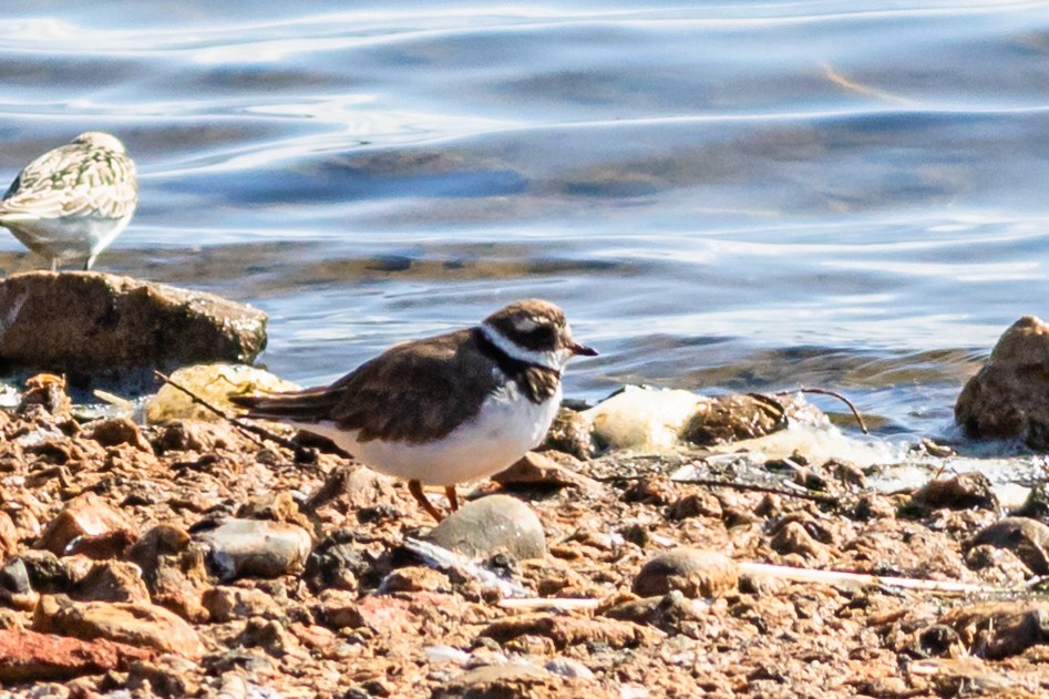 Common Ringed Plover - ML623592814