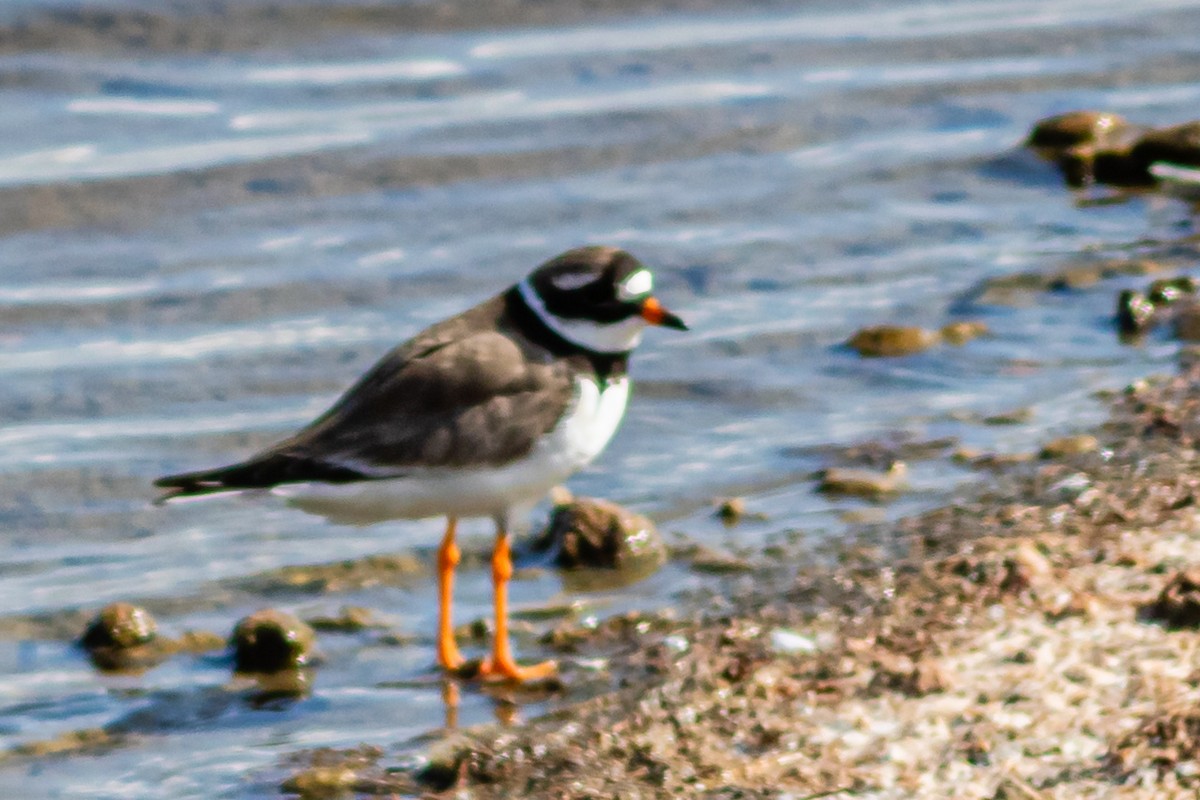 Common Ringed Plover - ML623592815