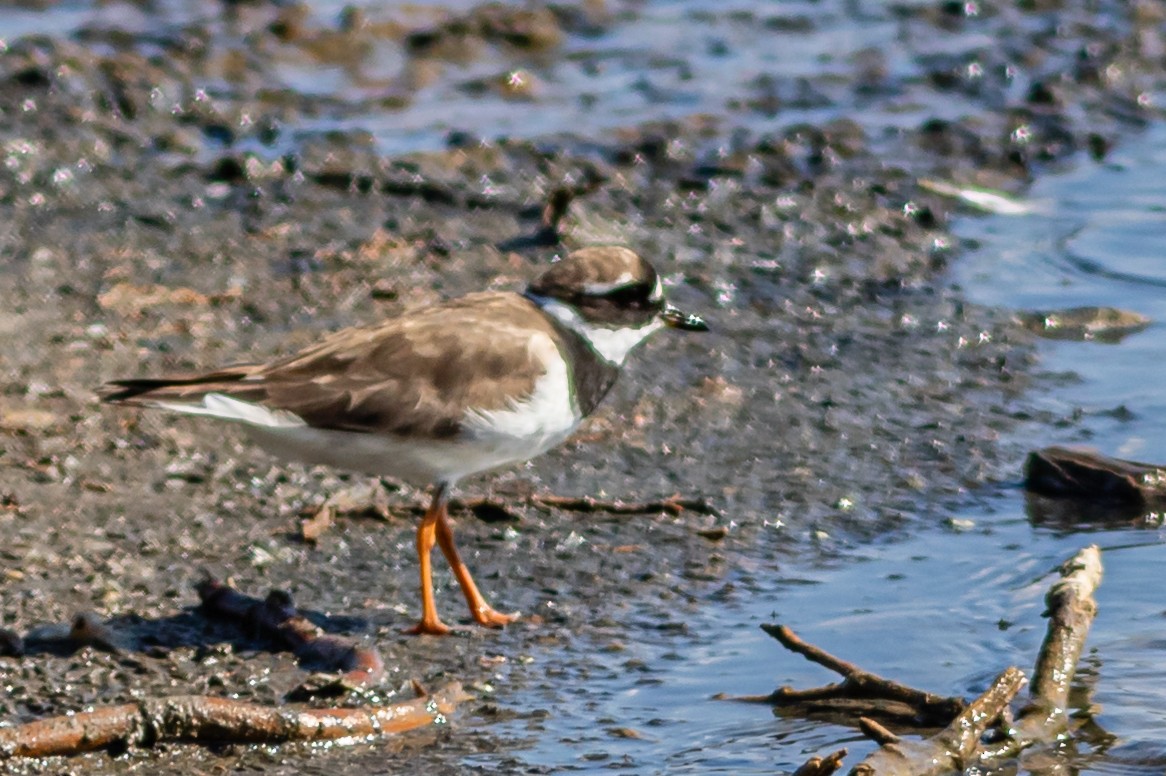 Common Ringed Plover - ML623592816