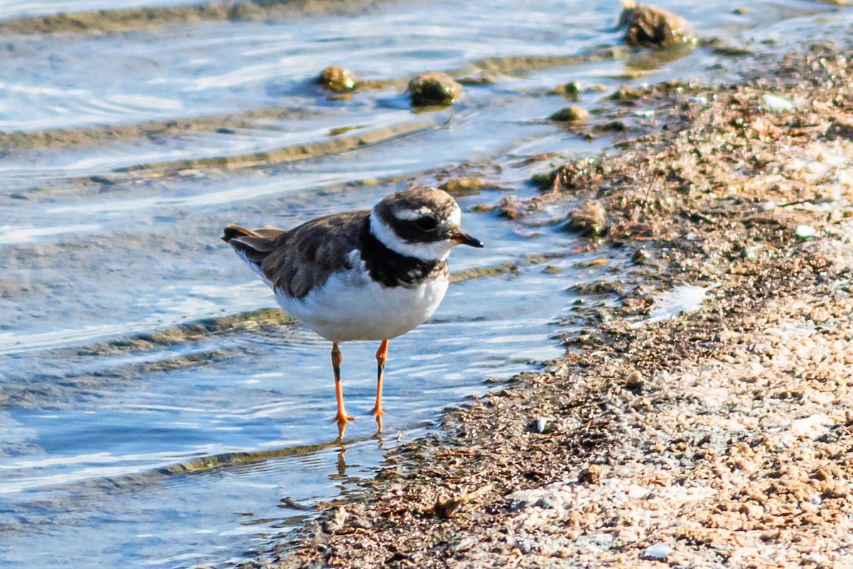 Common Ringed Plover - ML623592817