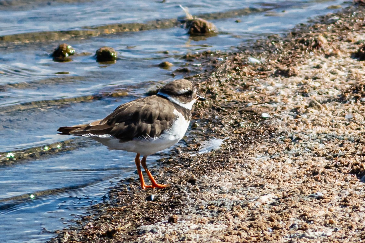 Common Ringed Plover - ML623592818