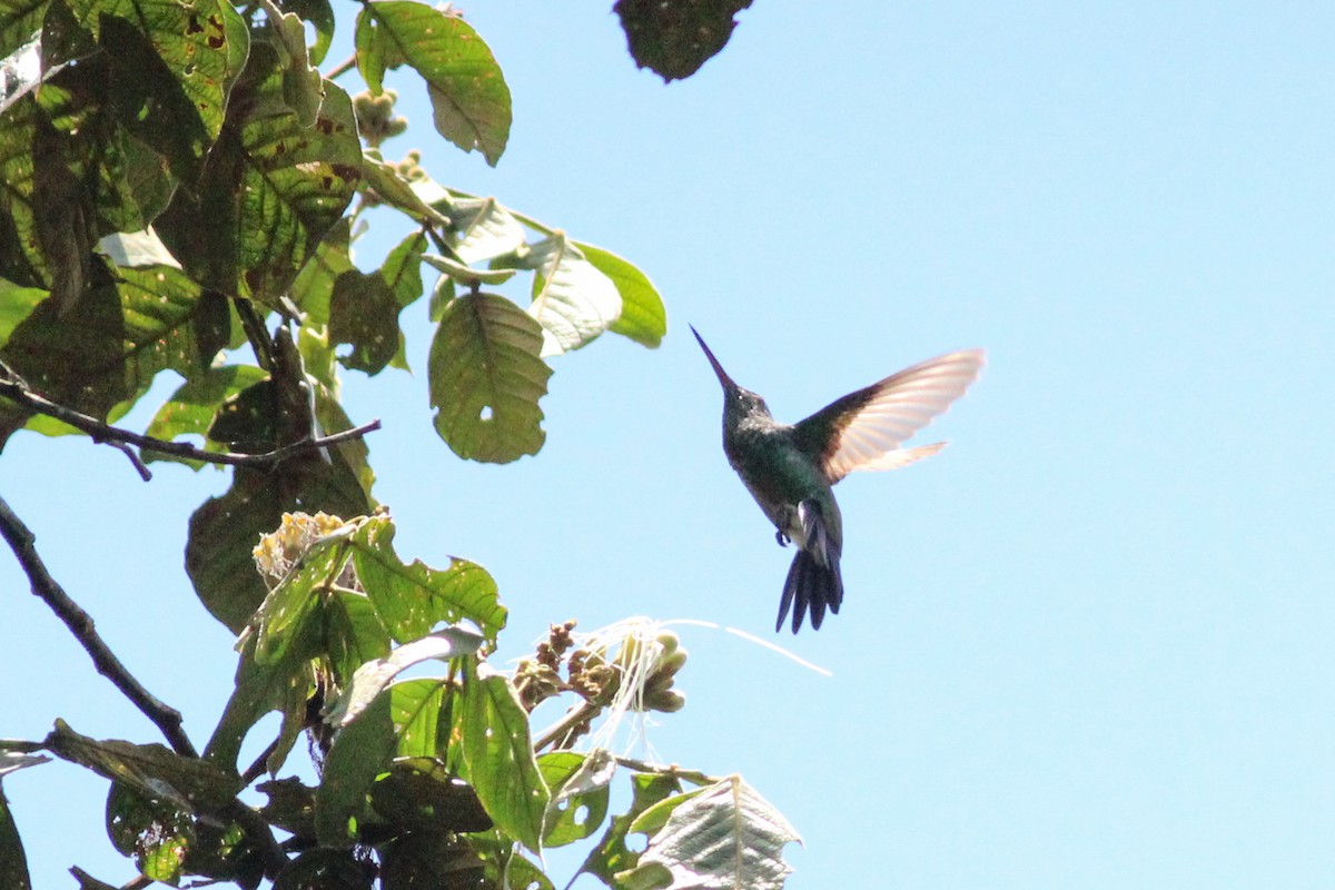 Copper-rumped Hummingbird - ML623592825