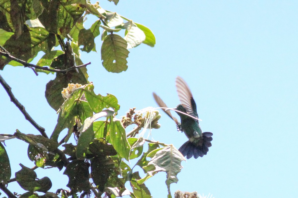 Copper-rumped Hummingbird - ML623592826