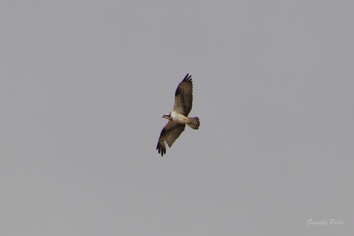 Osprey - ML623592833