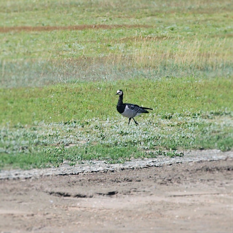 Barnacle Goose - ML623592859