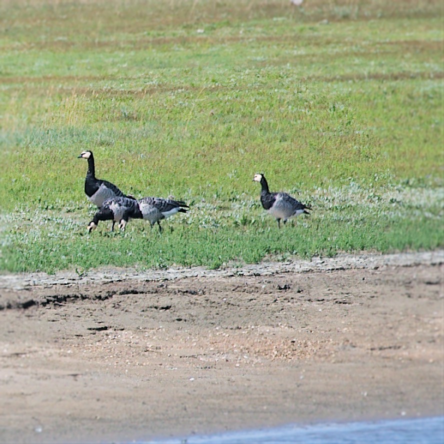 Barnacle Goose - Jos Simons