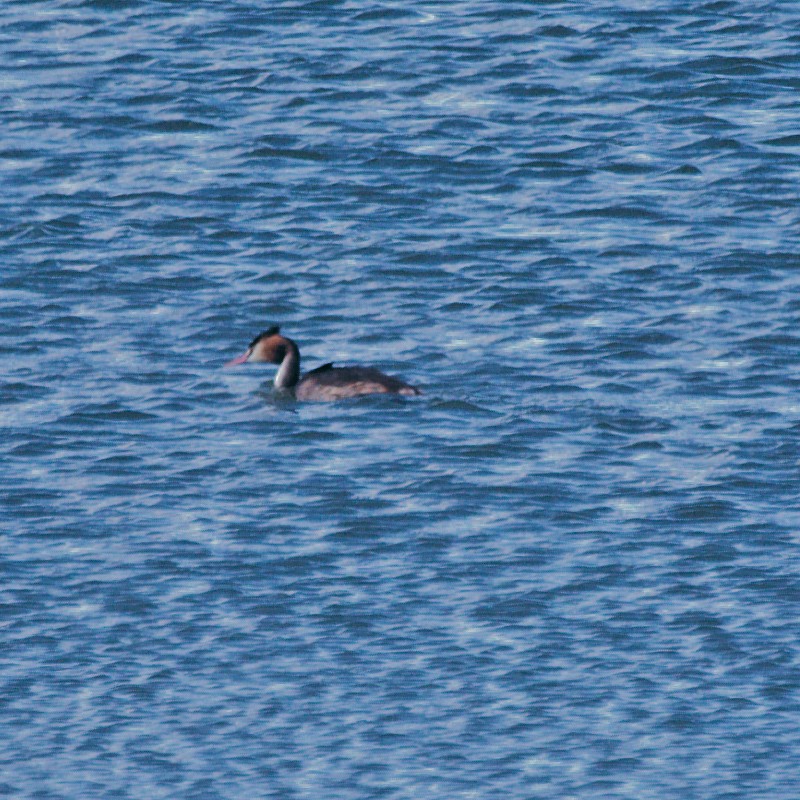 Great Crested Grebe - ML623592871