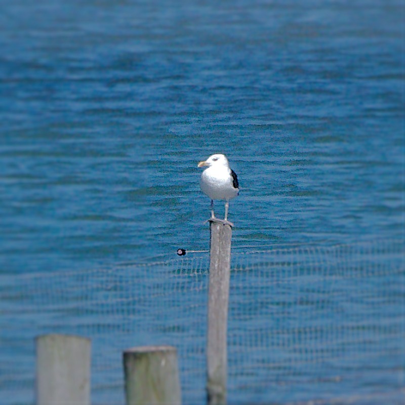 Great Black-backed Gull - ML623592877