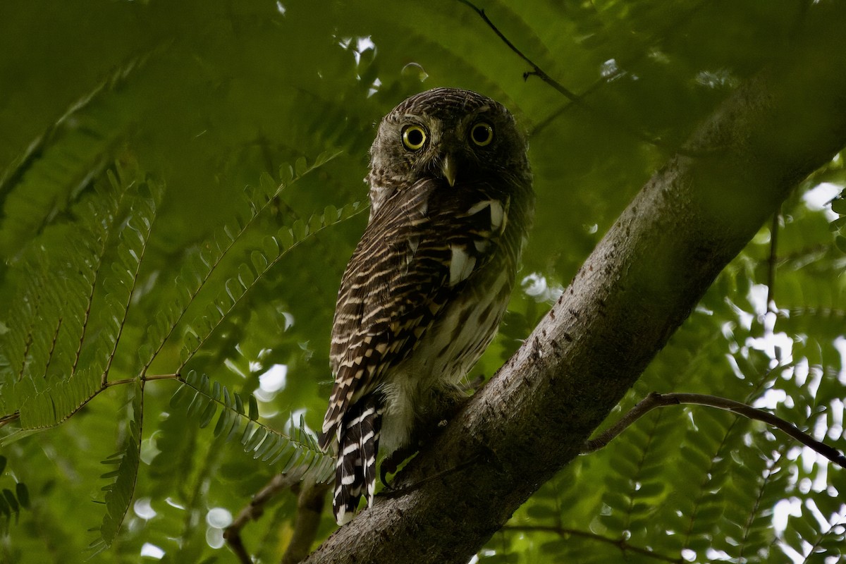 Asian Barred Owlet - ML623592882