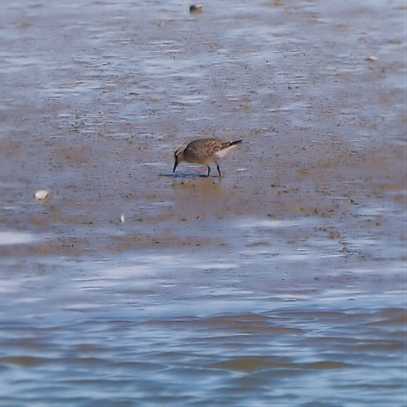 Red Knot - ML623592887