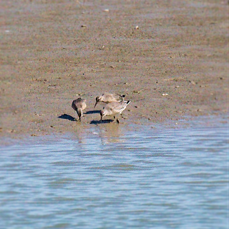 Red Knot - ML623592888