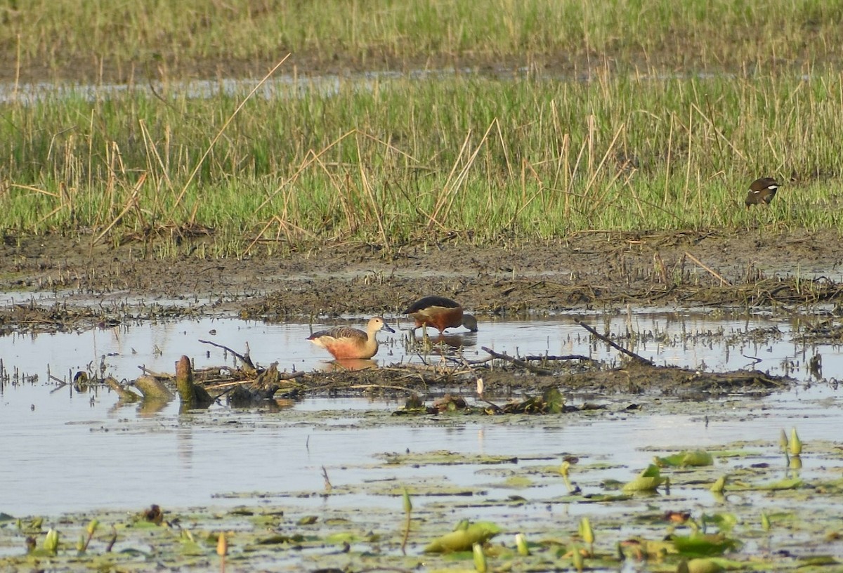 Dendrocygne siffleur - ML623592896