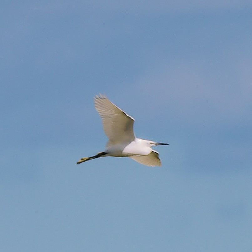 Little Egret - ML623592899