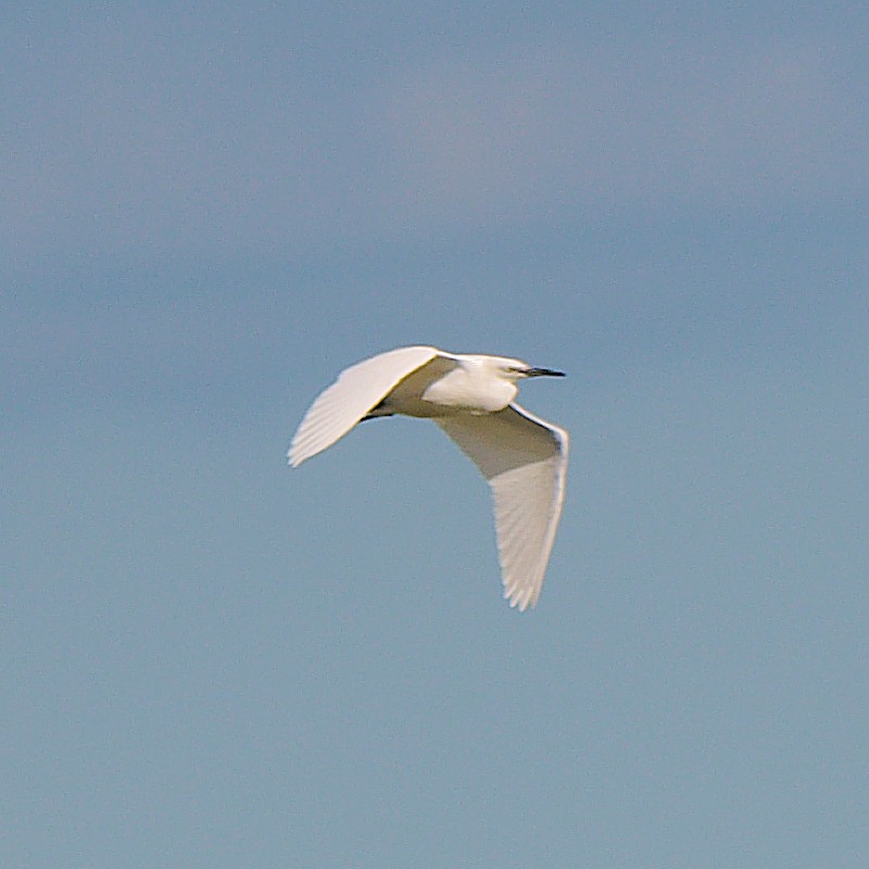 Little Egret - Jos Simons